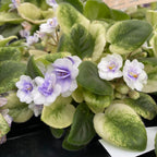 Saintpaulia Golden Gate - flori duble, frunze variegate