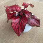 Caladium 'Lucia Red’