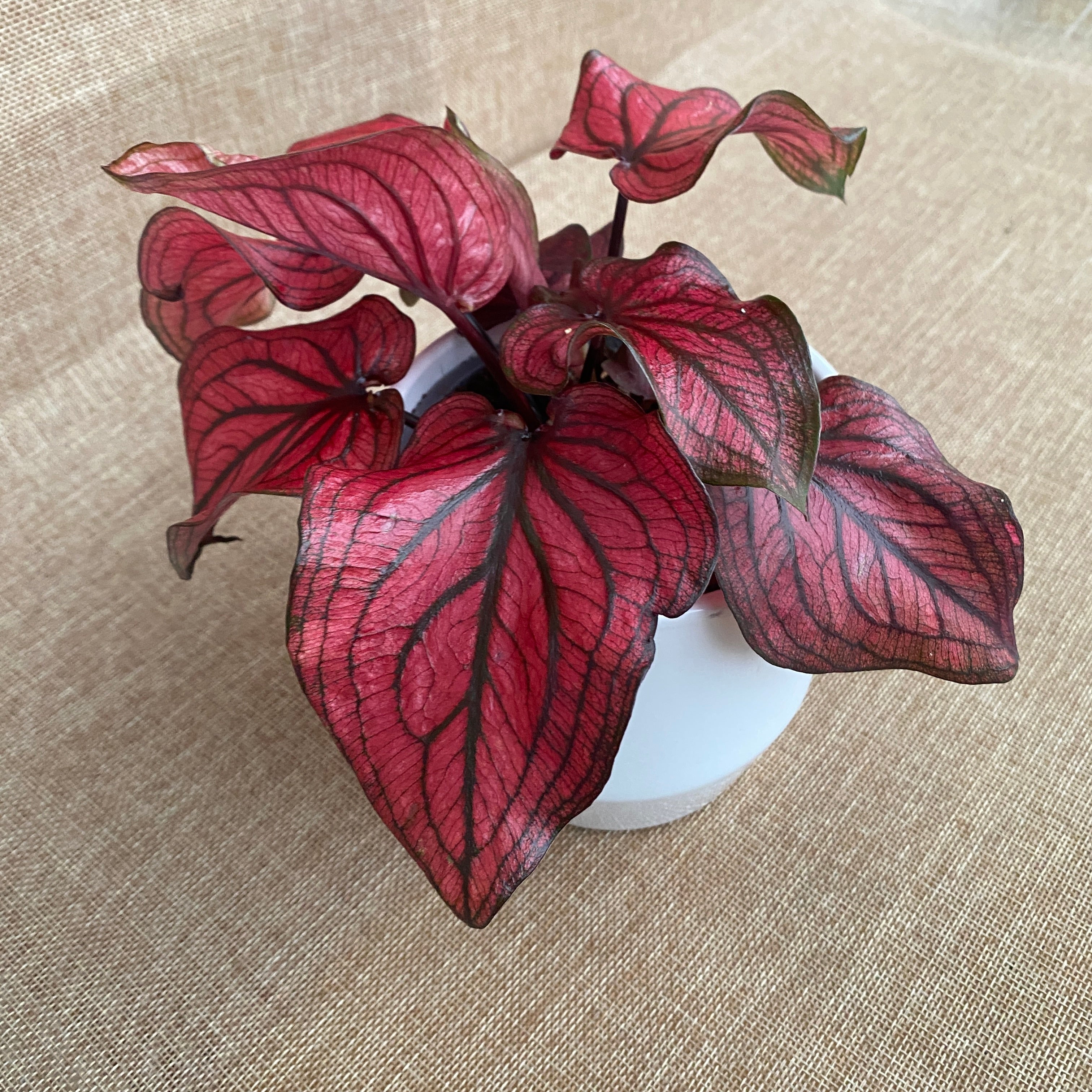 Caladium 'Lucia Red’