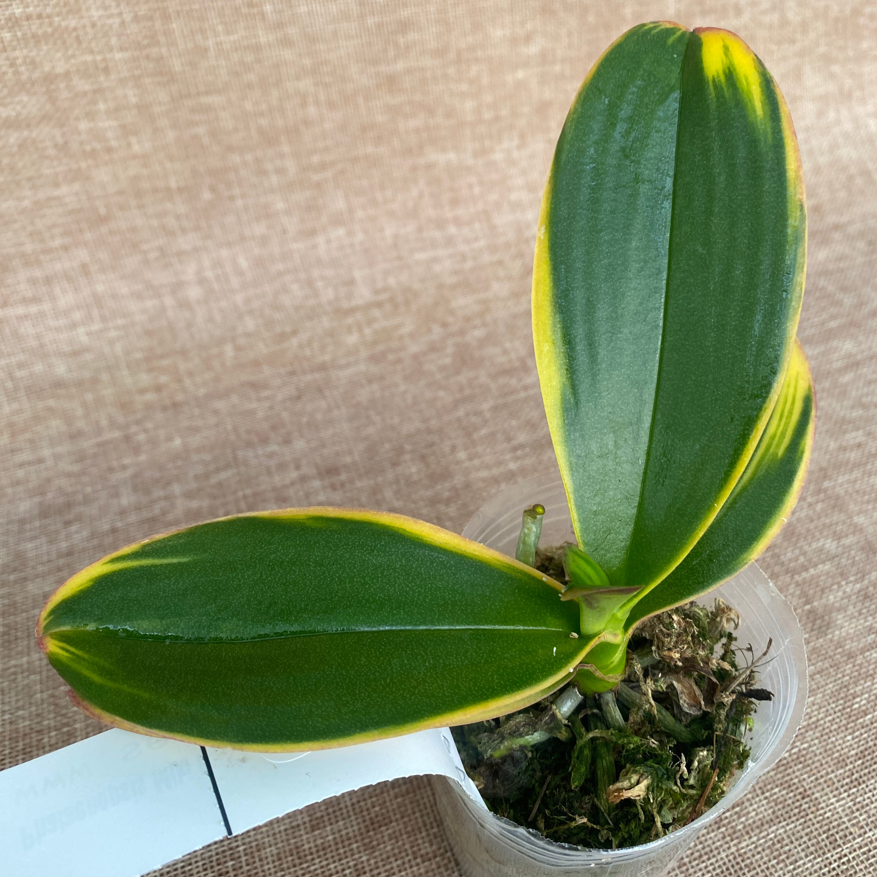 Phalaenopsis Miki Pink Fox (variegata & peloric)