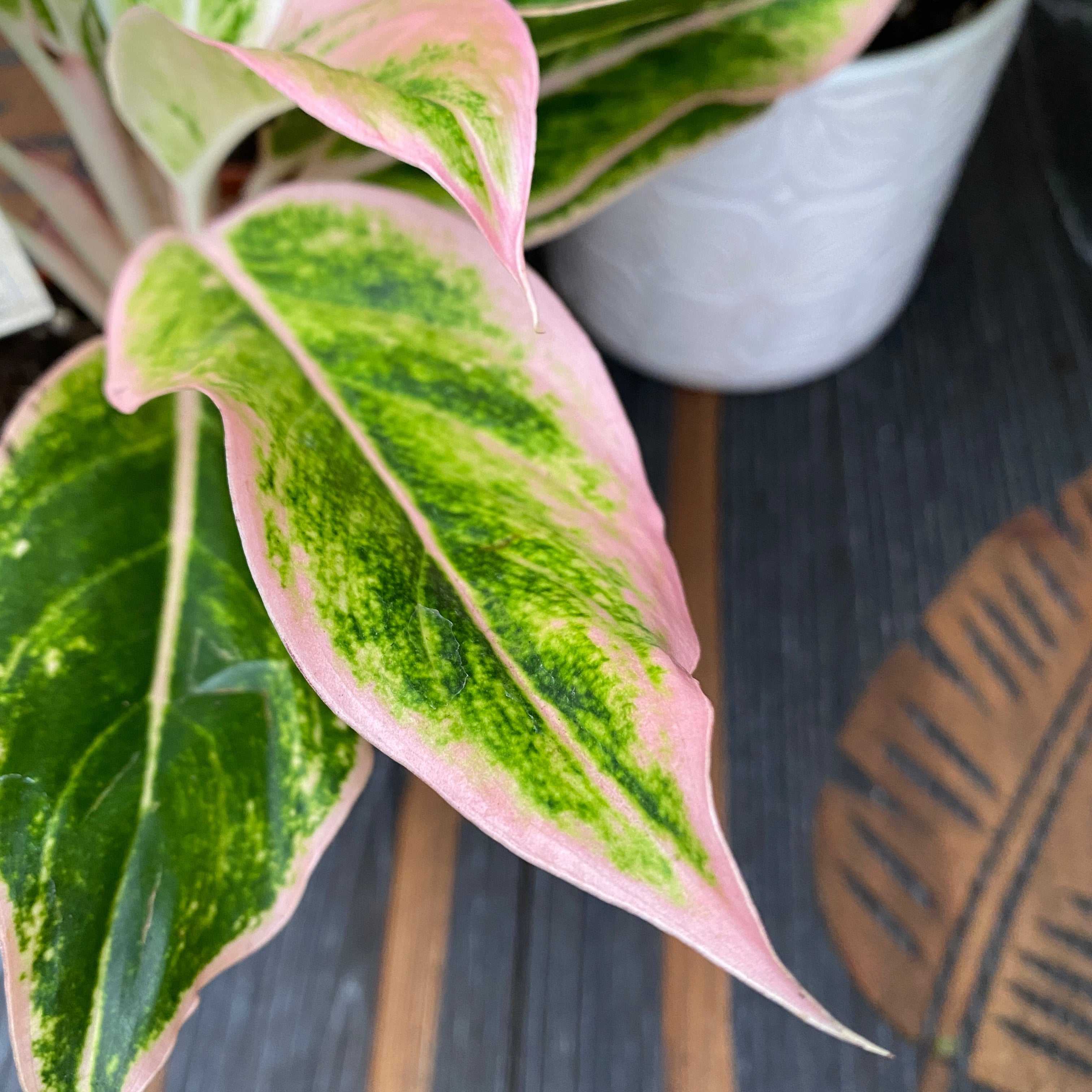 Aglaonema Siam Aurora Pink (Lipstick pink) - 2 plante/ghiveci