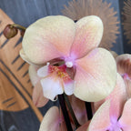 Phalaenopsis ‘Charming Cream’ grote lip