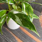 Philodendron erubescens 'White Princess' ker