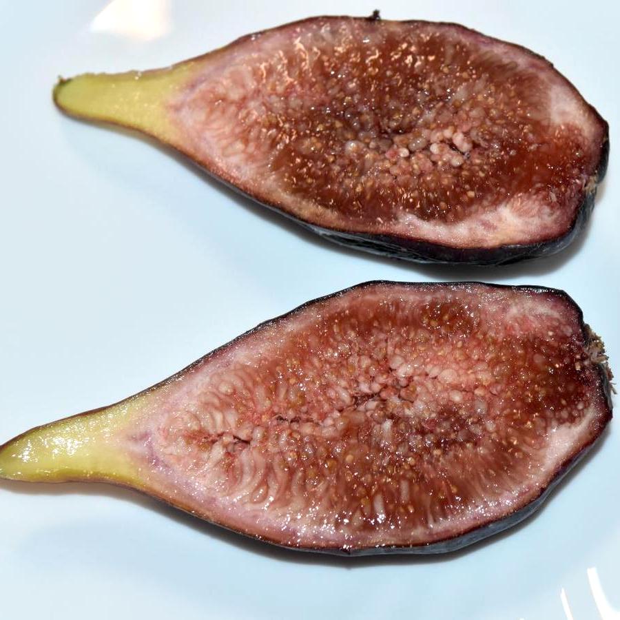 Smochin - Ficus carica 'Lungo Del Portogallo' – Secret Garden
