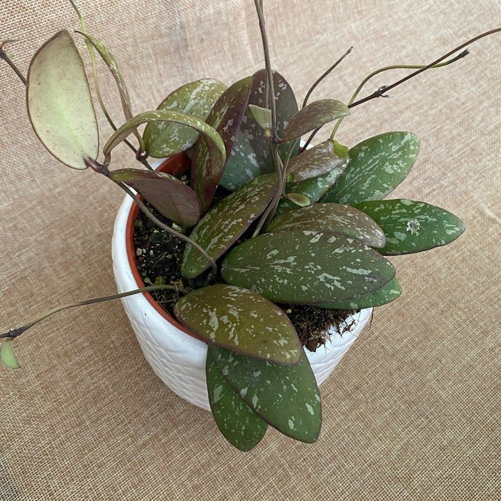 Hoya sigillatis 'Round Leaf' (Wide form)