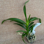 Vanda falcata-denisoniana