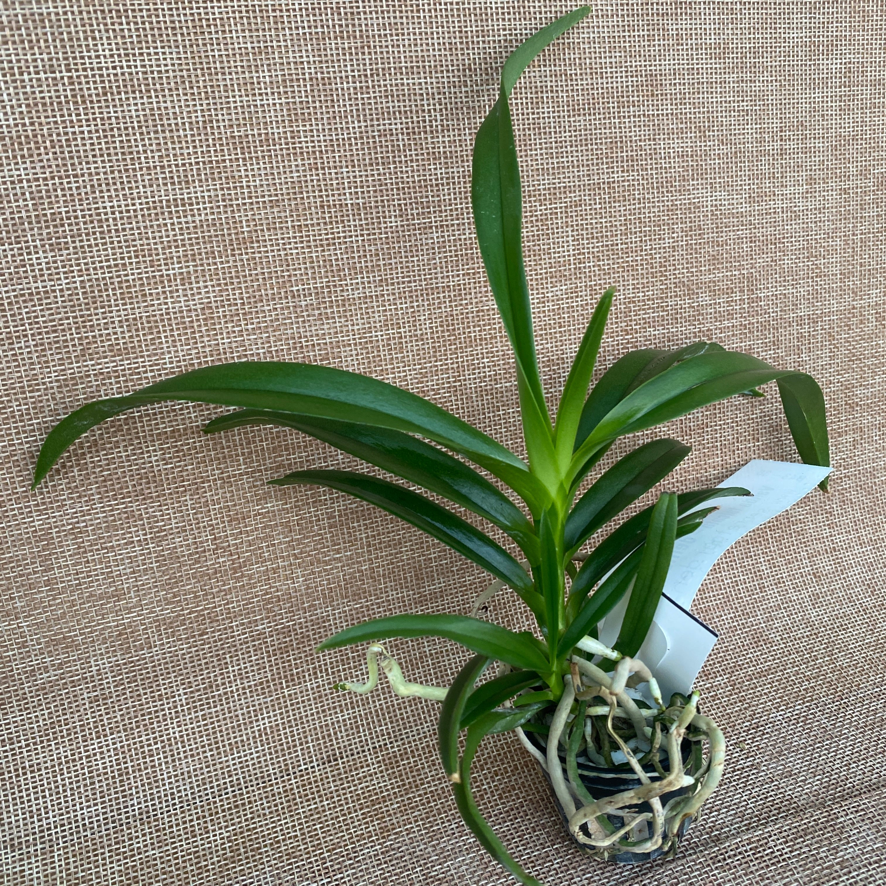 Vanda falcata-denisoniana