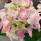 Hortensie Hydrangea double color