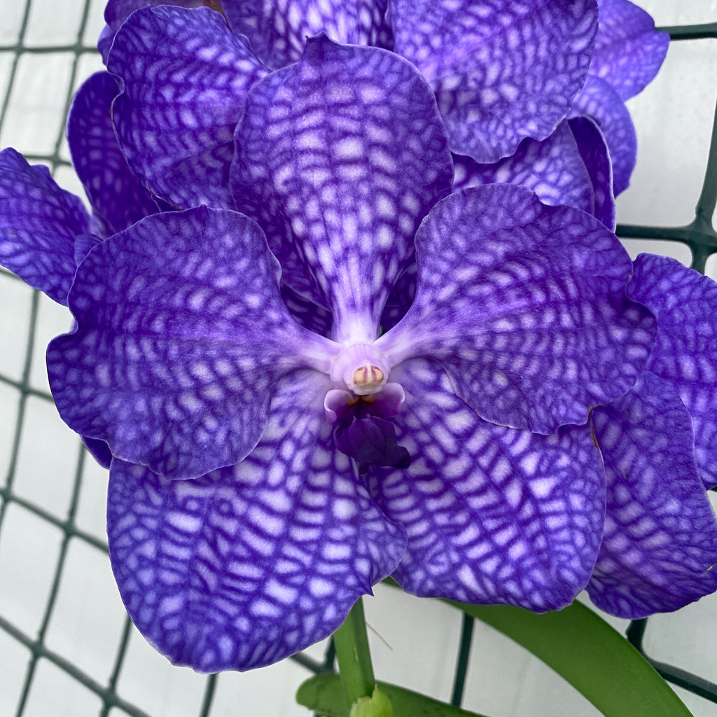 Vanda Blue Magic (Ansu)