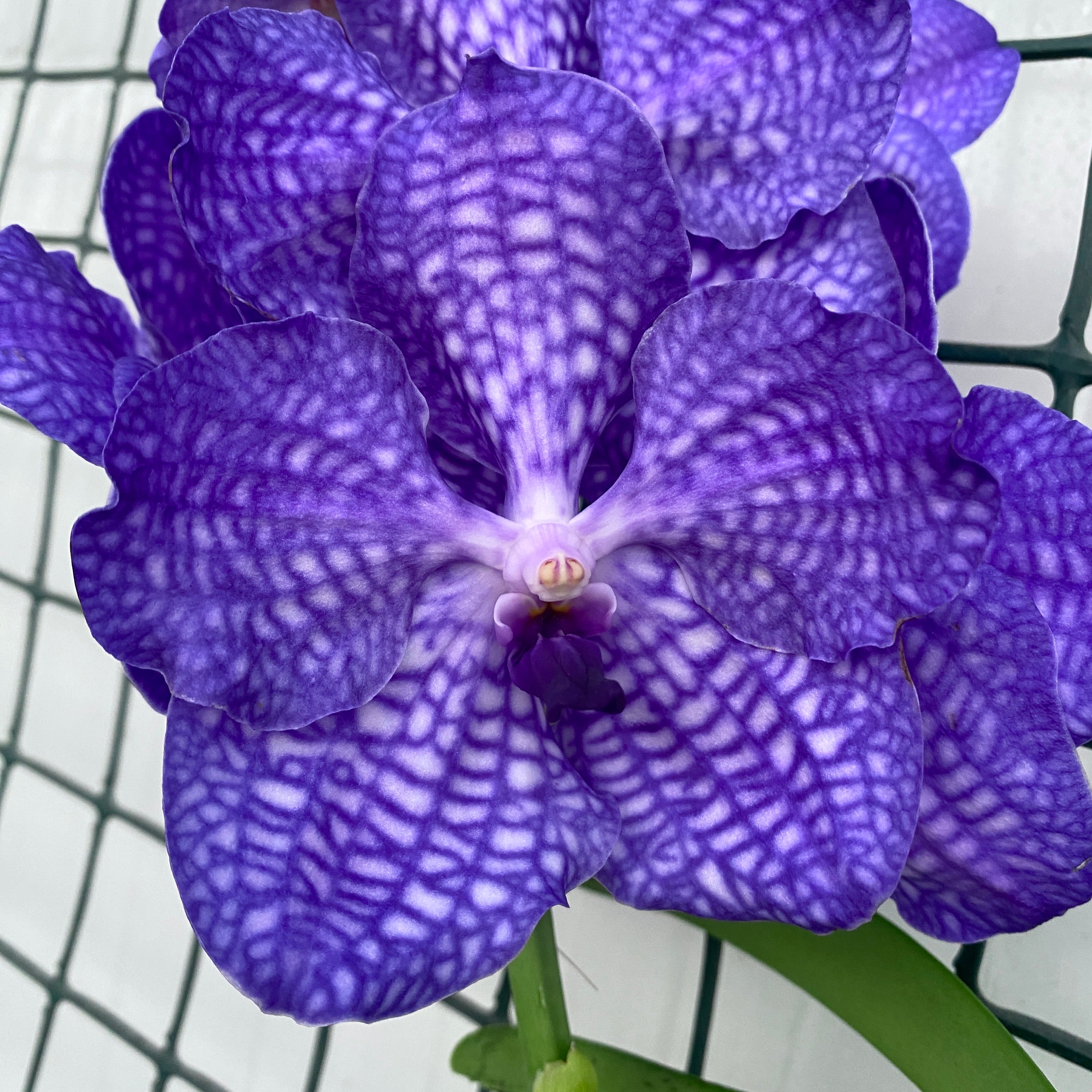 Vanda Blue Magic (Ansu)