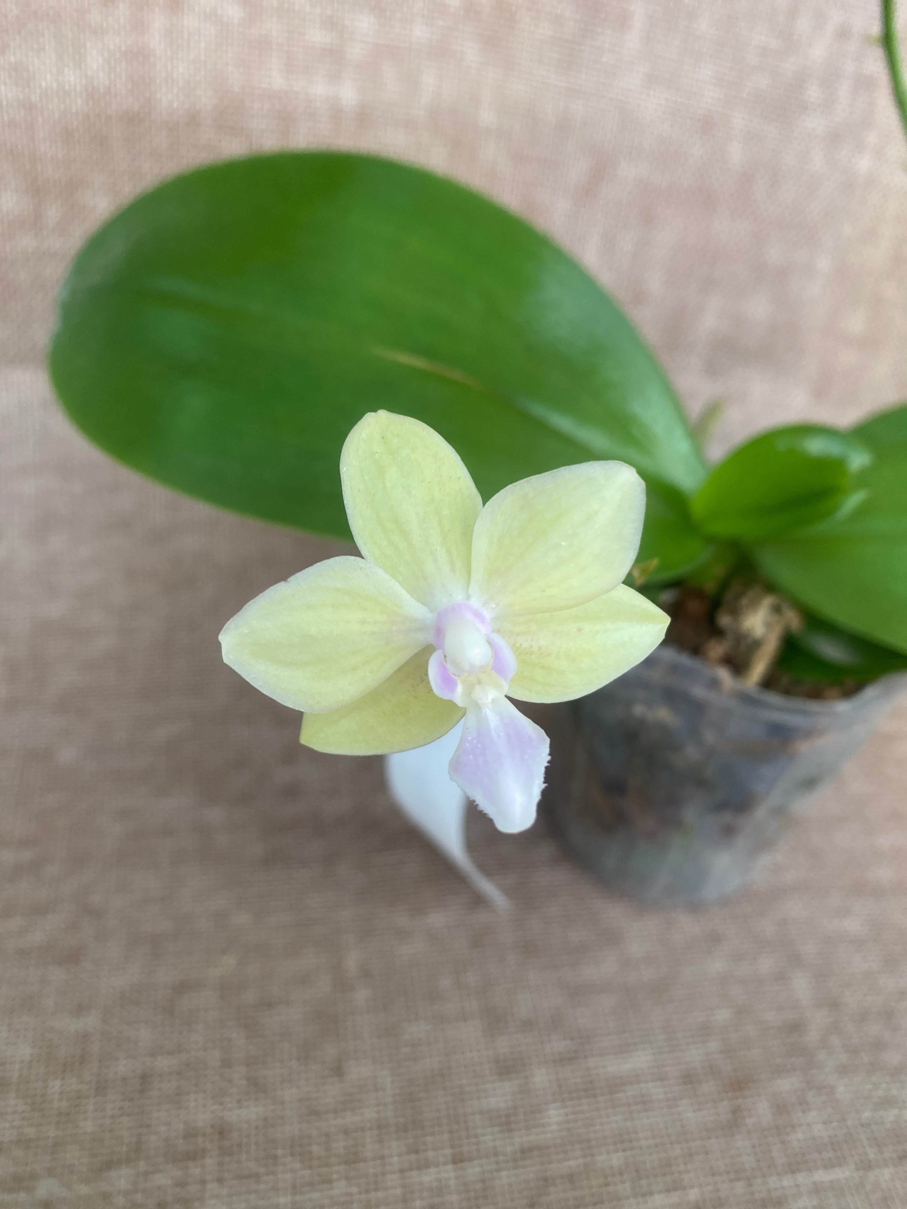 Phalaenopsis Yushan Moonlight