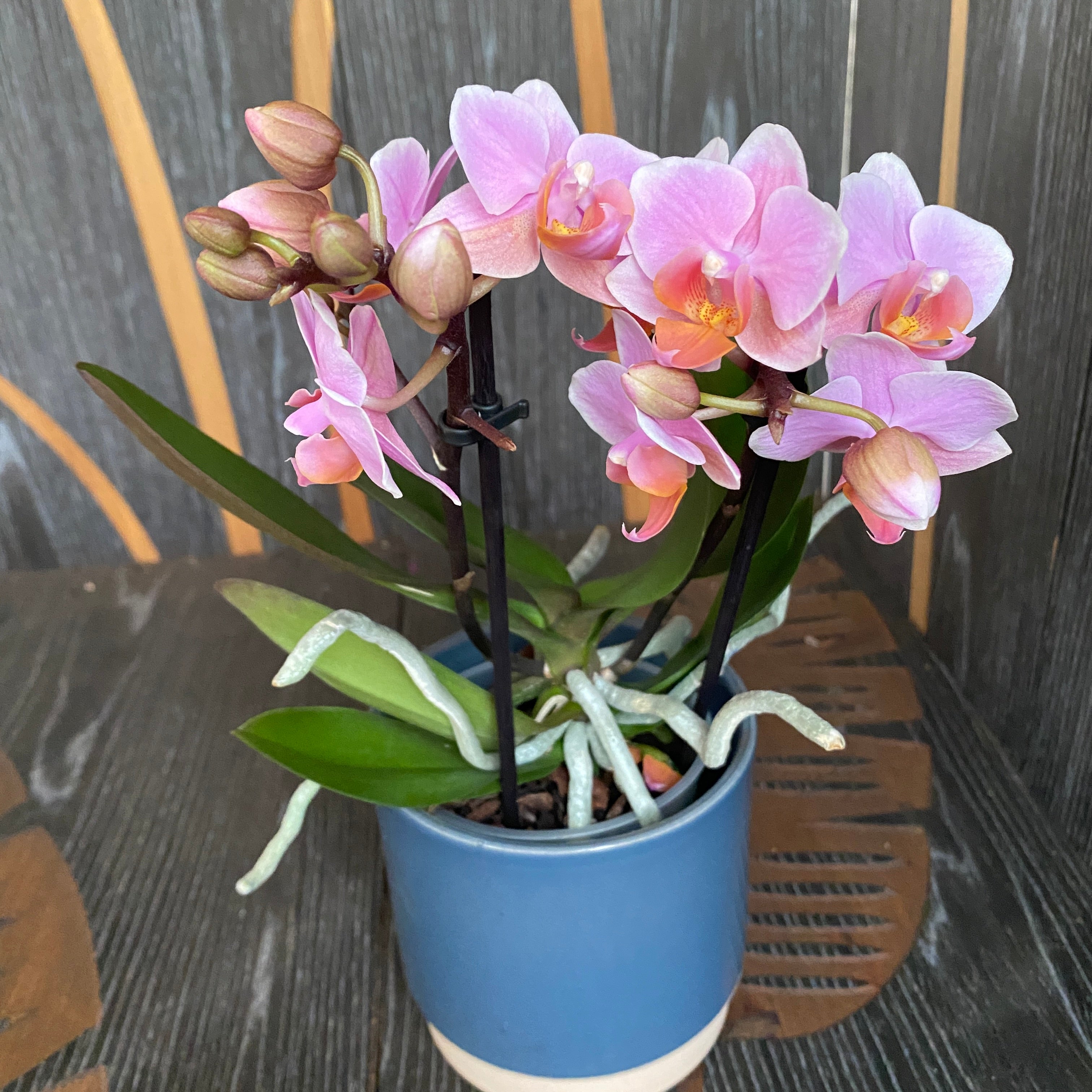Phalaenopsis Santos