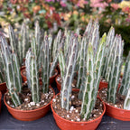 Senecio stapeliiformis (Pickle Plant) – planta suculenta sculpturala