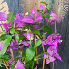 Bougainvillea 'Purple' - lila Papierblume