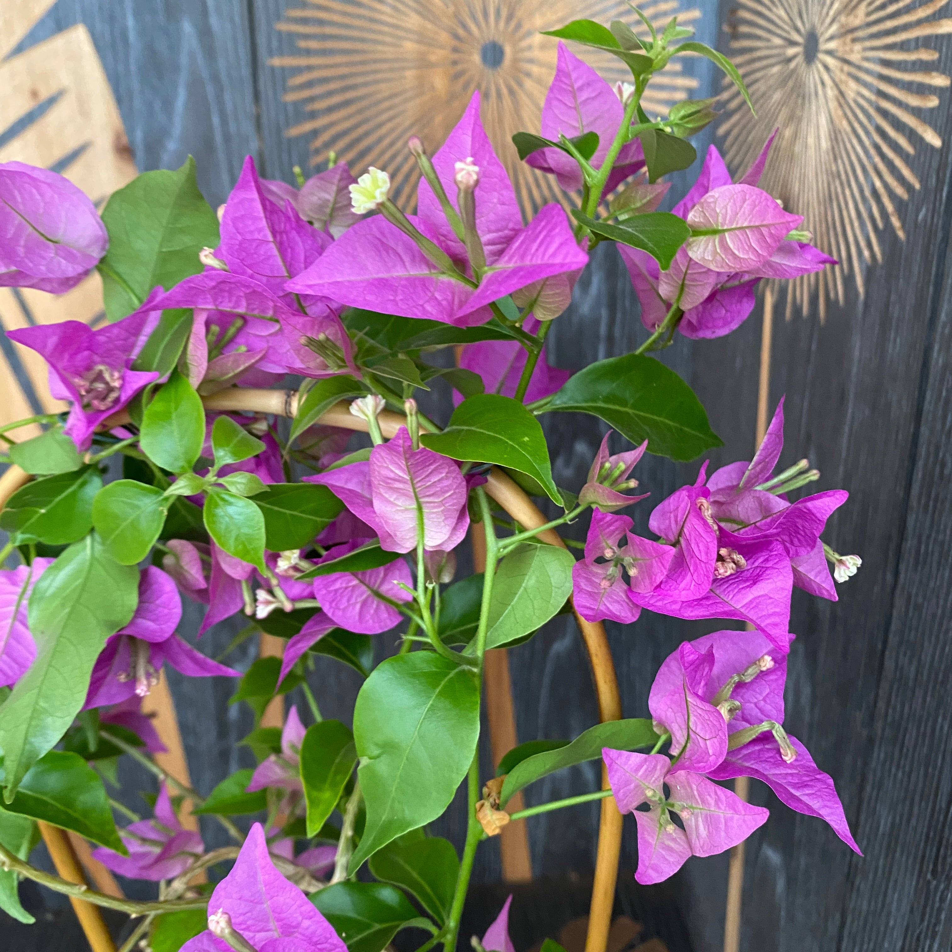 Bougainvillea ‘Purple’ - floarea de hartie mov
