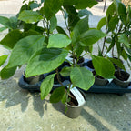 Magnolia Stellata - flori puternic parfumate (exemplare tinere)