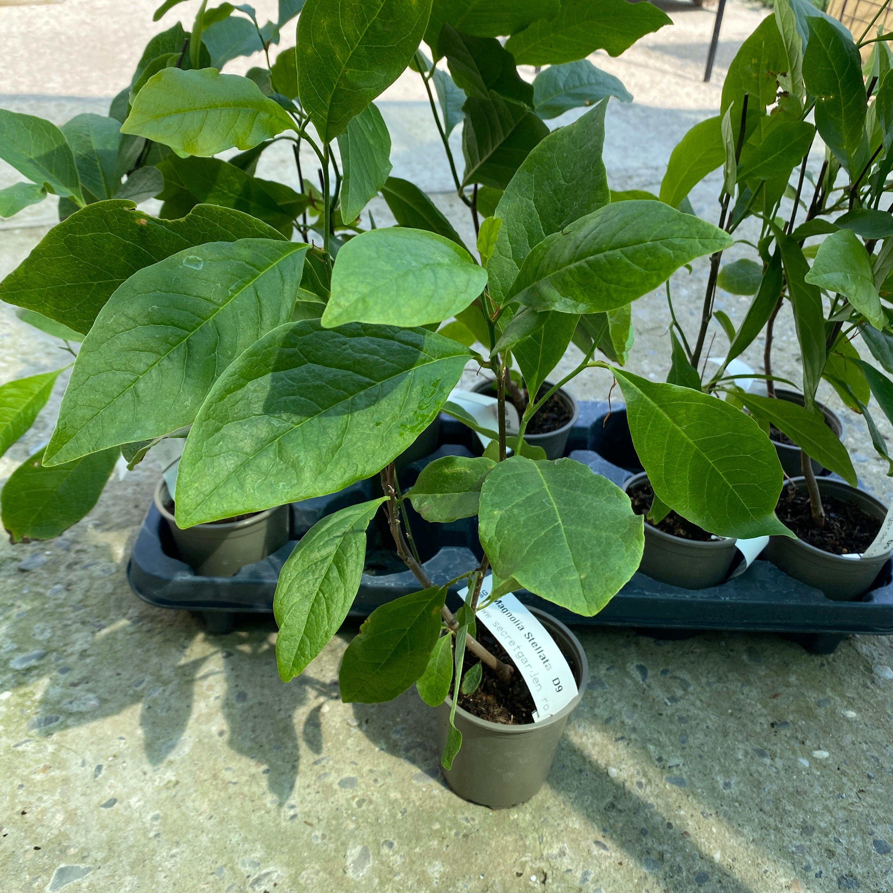 Magnolia Stellata - mocno pachnące kwiaty (młode okazy)