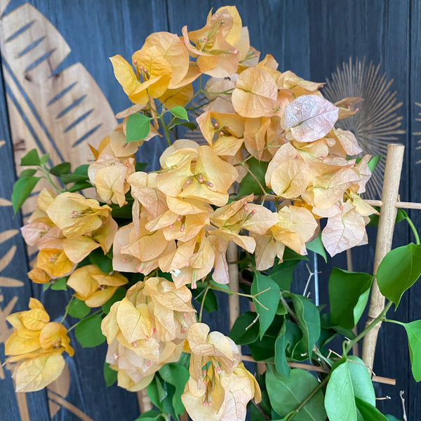 Bougainvillea 'Yellow' - Yellow - golden paper flower
