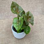 Syngonium podophyllum 'Berry Allusion' (babyplant)