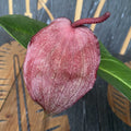 Anthurium Scherzerianum Schokolade