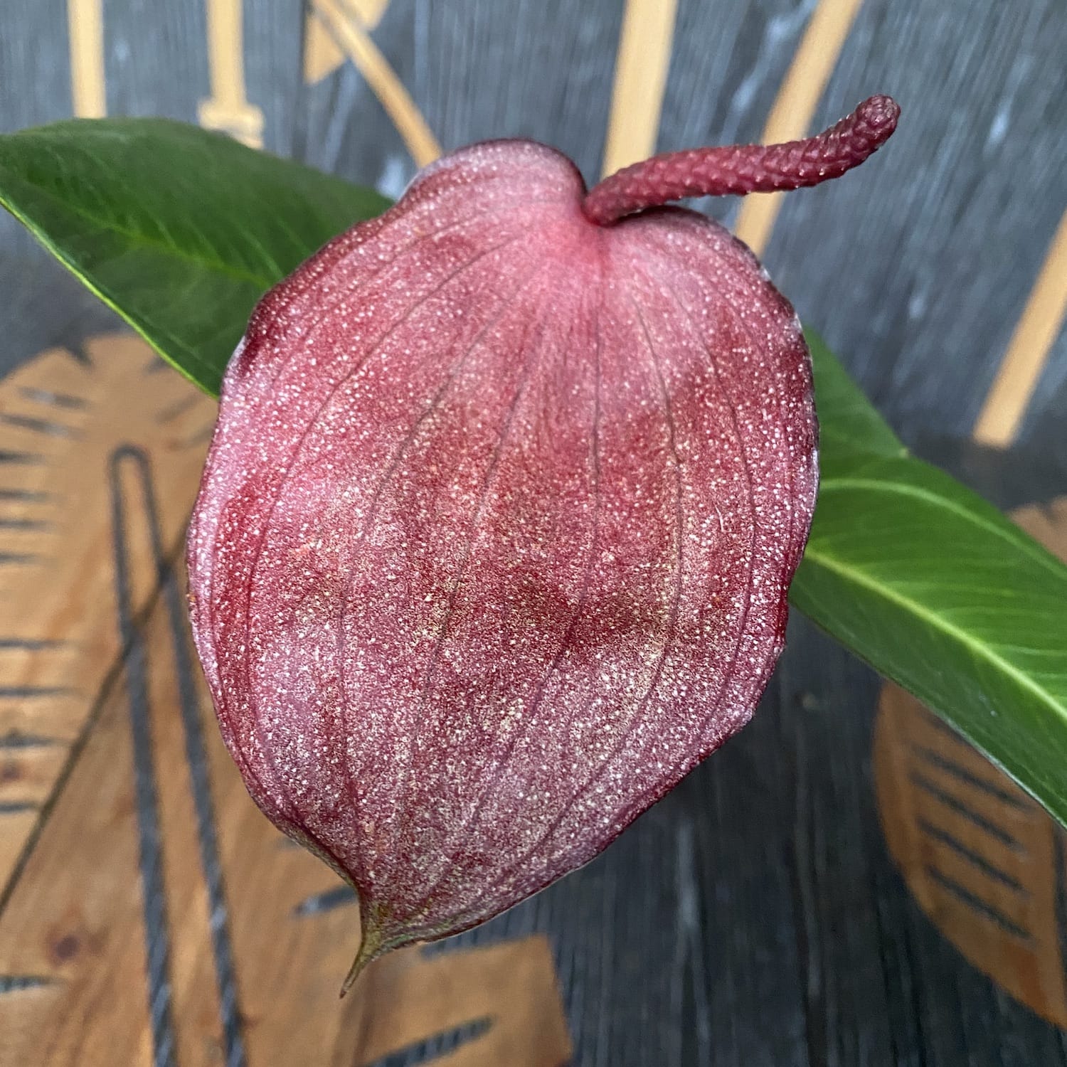 Anthurium Scherzerianum Chocolade