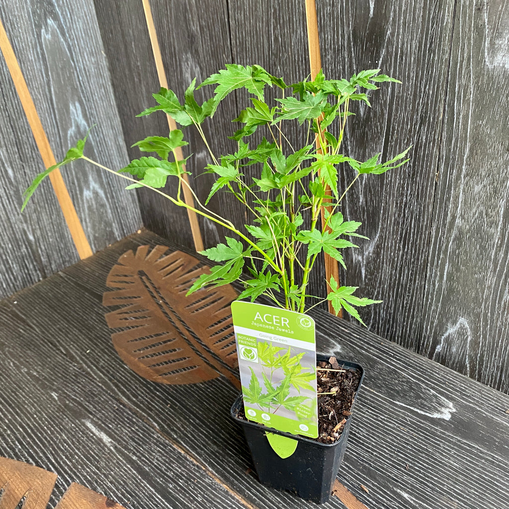 Acer palmatum 'Going Green' (artar japonez)
