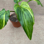 Drimiopsis maculata 'Variegata' (Pianta Leopardo)