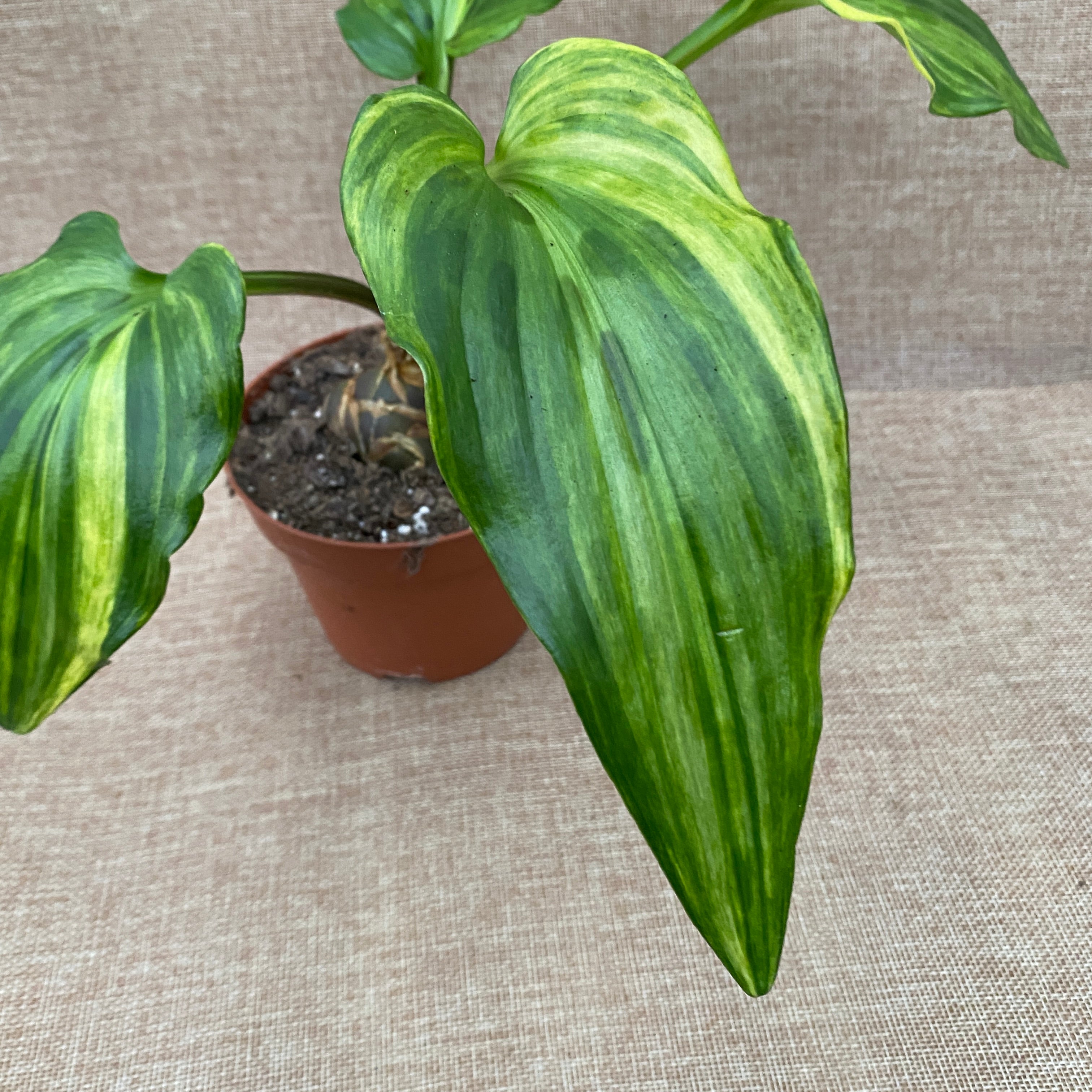 Drimiopsis maculata 'Variegata' (Leopard Plant)