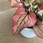 Каладиум 'Лусия Уайт'