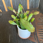 Pseudorhipsalis ramulosa (Rhipsalis crveni koralj) D5 *beba biljka