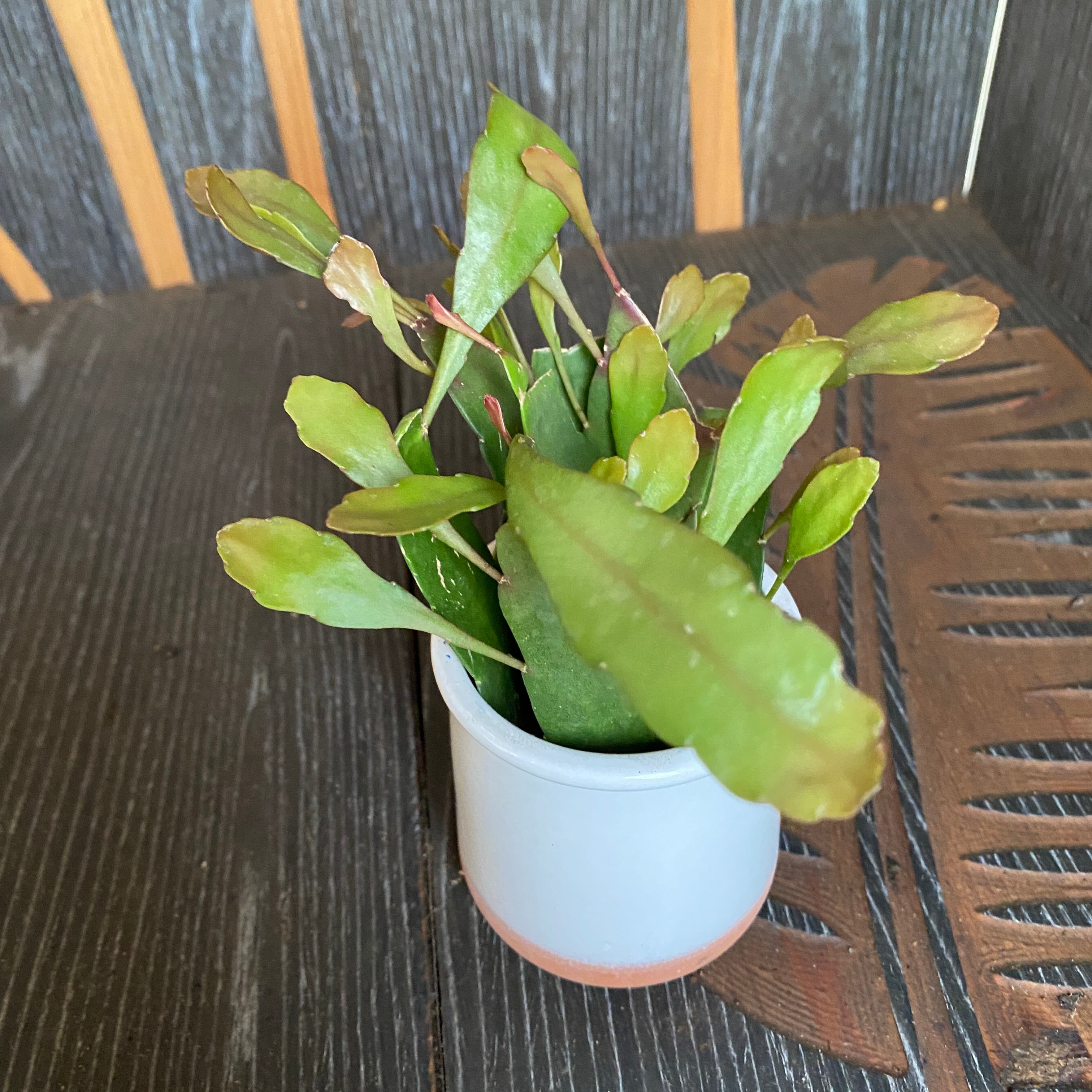 Pseudorhipsalis ramulosa (Rhipsalis red coral) D5 *babyplant