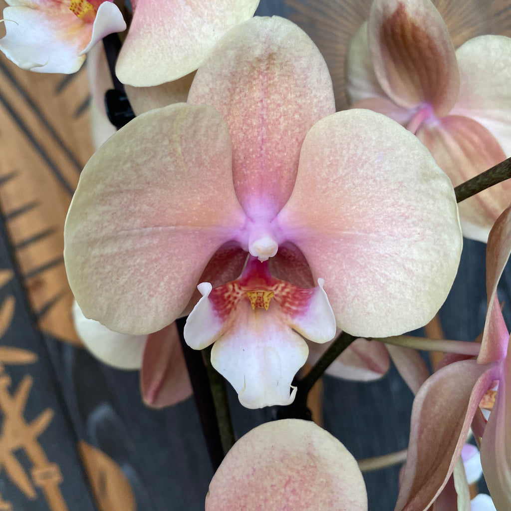 Phalaenopsis ‚Charming Cream‘ große Lippe