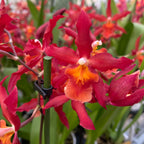 Burrageara Stefan Isler (orhidee rosie)