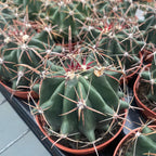 Ferocactus townsendianus