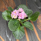 Saintpaulia Rosanne Puck - dupla virágú ibolya