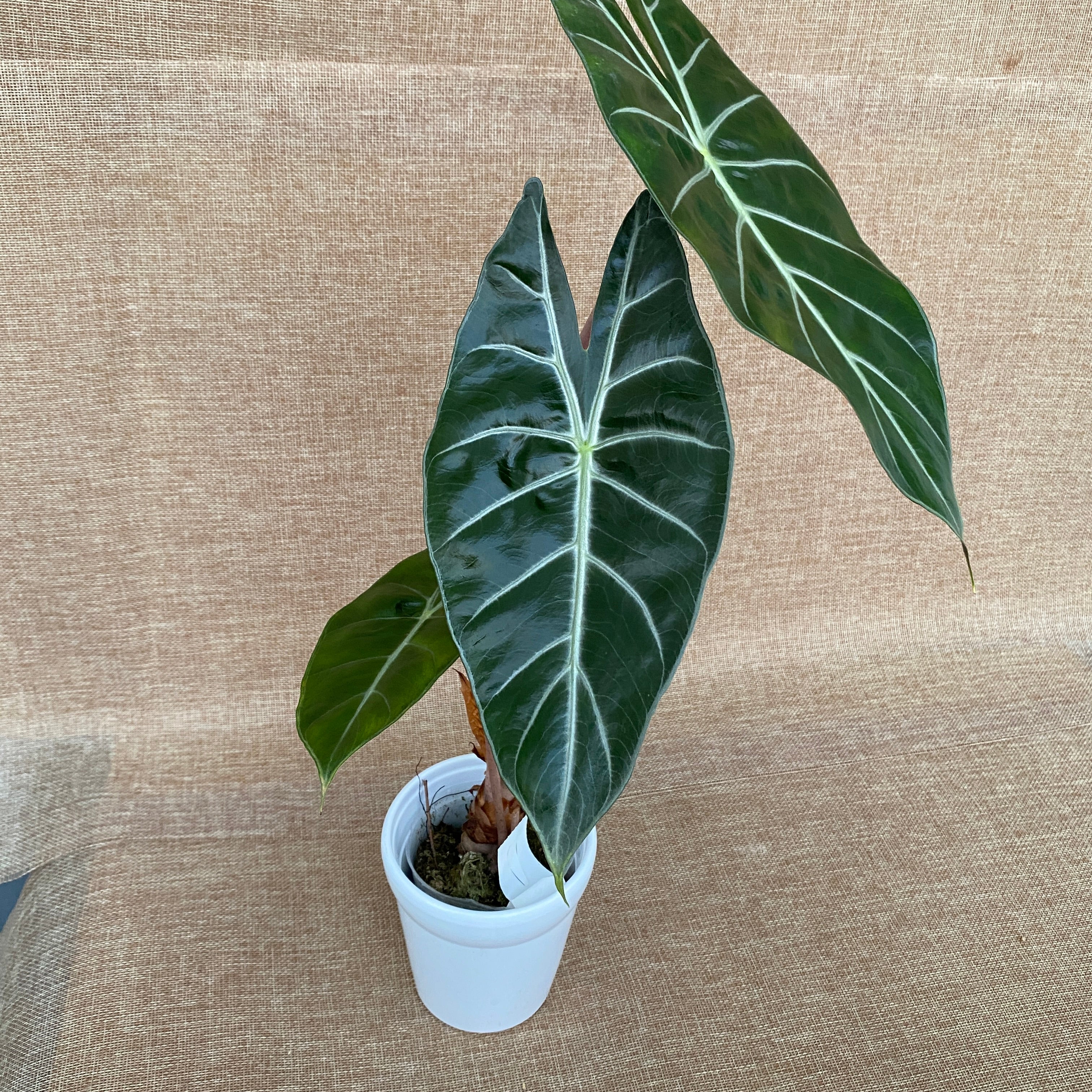 Alocasia lowii 'Morocco'