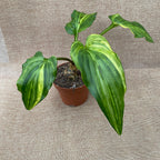 Drimiopsis maculata 'Variegata' (Pianta Leopardo)