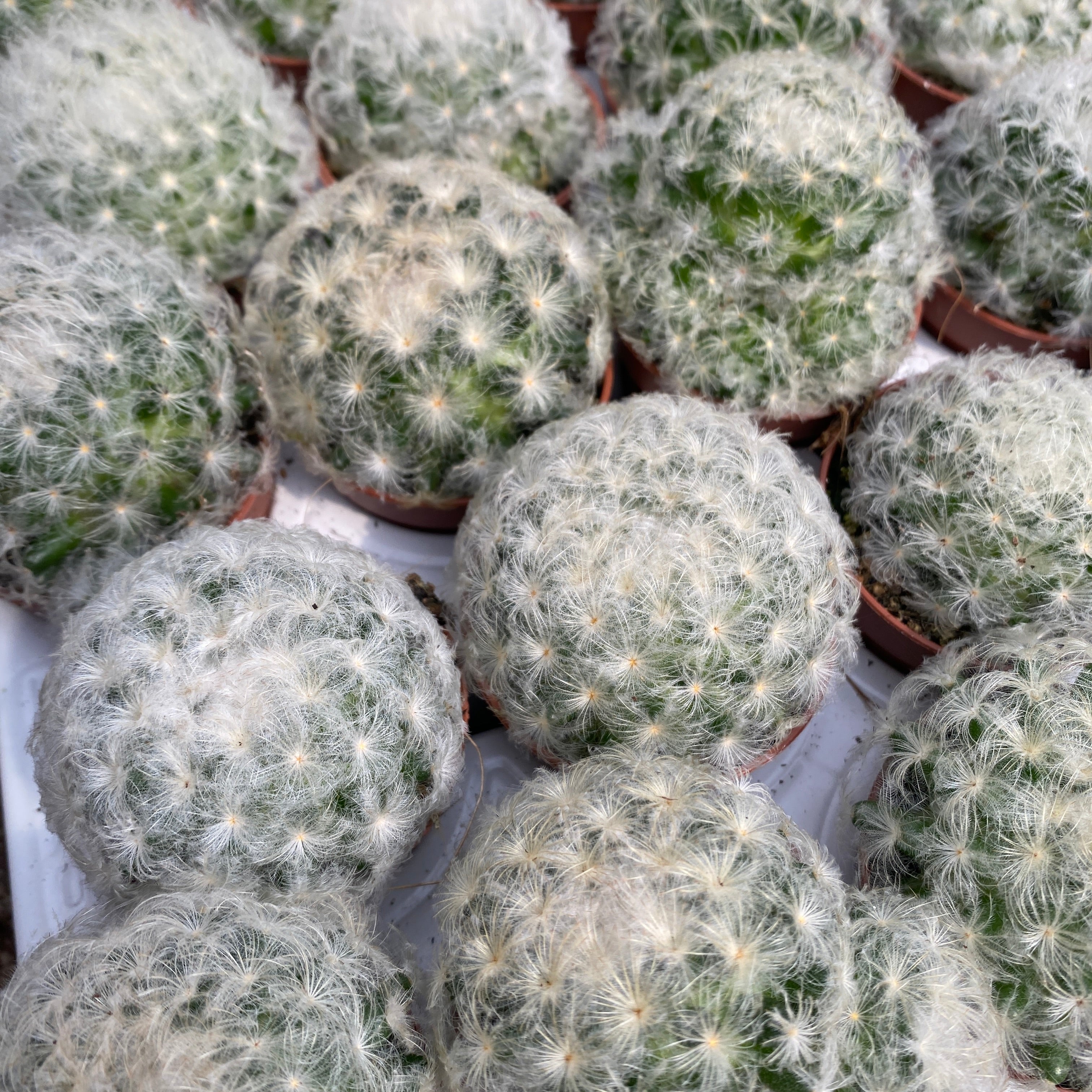 Mammillaria plumosa (Feather cactus)