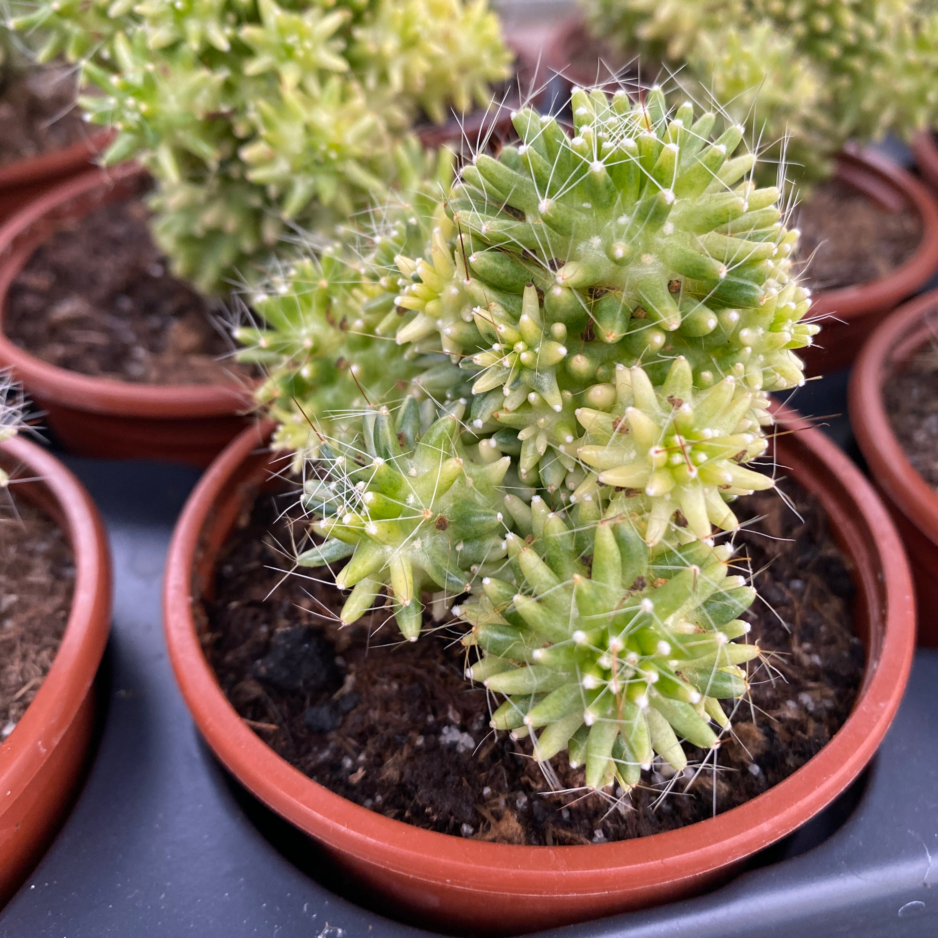 Mammillaria painteri variegata