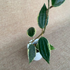 Hoya macrophylla 'Albomarginata'