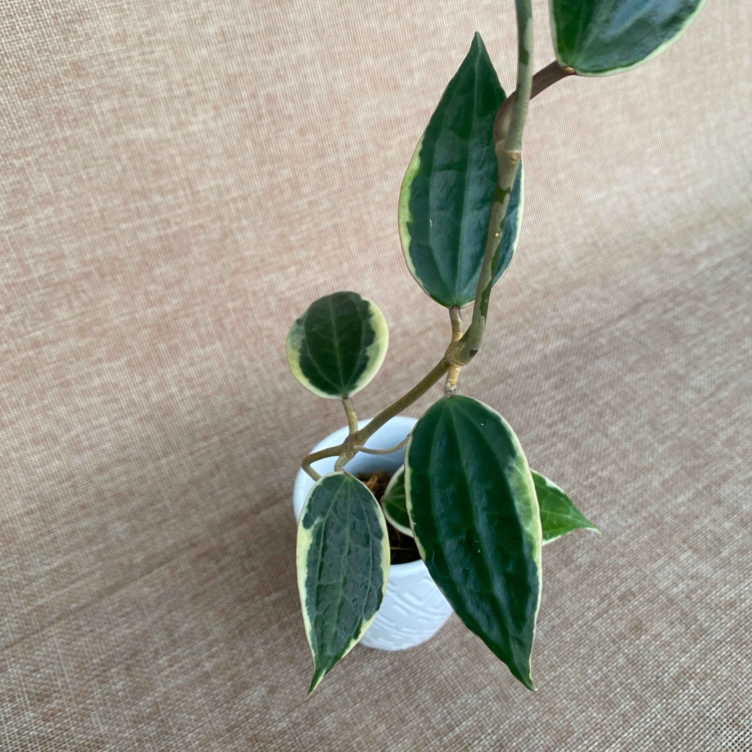 Hoya macrophylla 'Albomarginata'