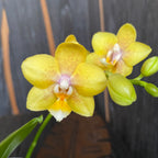 Phalaenopsis 'Younghome Golden Pixie *parfumata