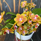 Phalaenopsis Shih Fang Savory Orange - vonné květy