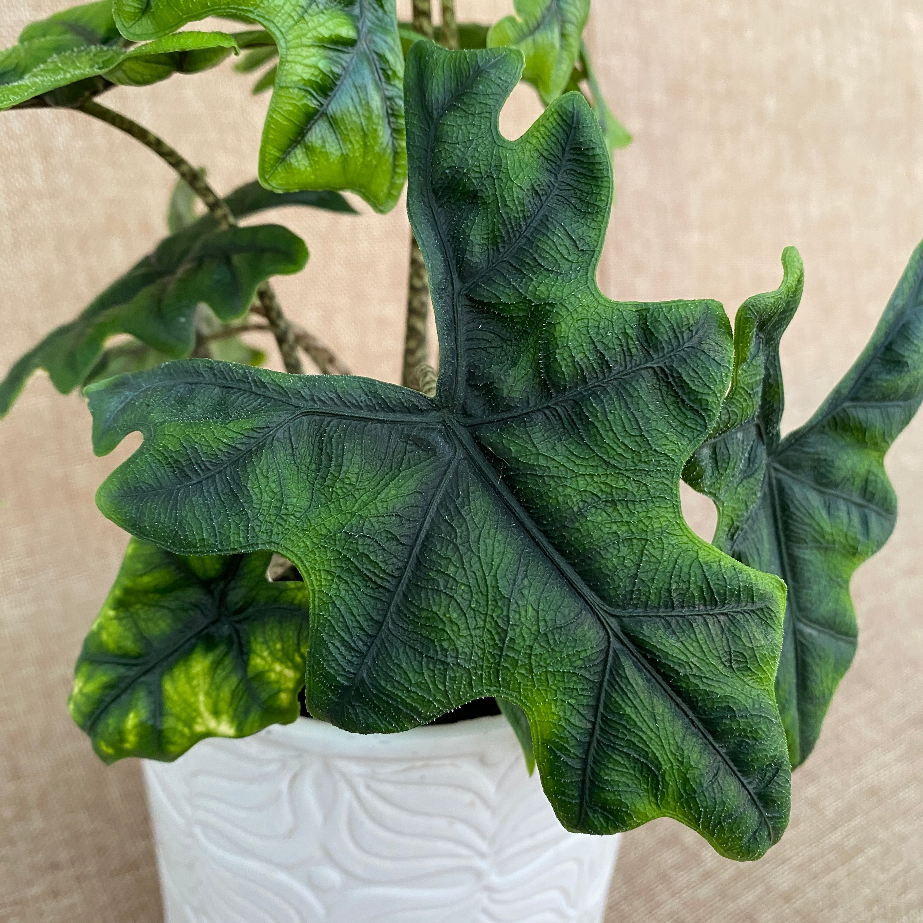 Alocasia 'Jacklyn' (Alocasia Sulawesi, Tandurusa) - varietate rara cu frunzis exotic