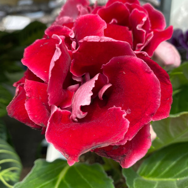 Sinningia Brocade Red - Gloxinia Sonata mit rot-burgunderroter gefüllter Blüte
