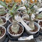 Adenium obesum 'Tang'
