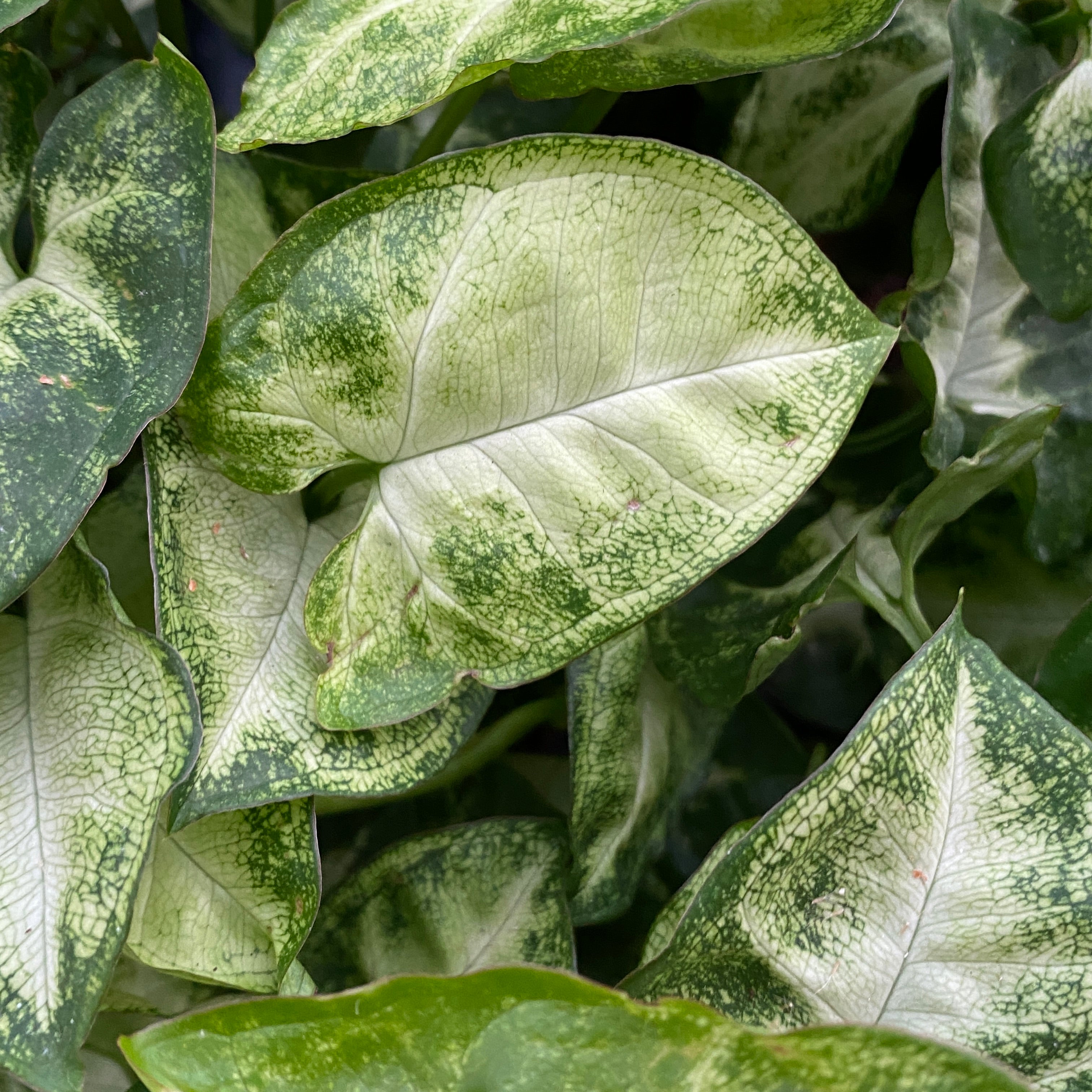 Syngonium ‘Pixie’ – miniatura tropicala cu frunzis decorativ