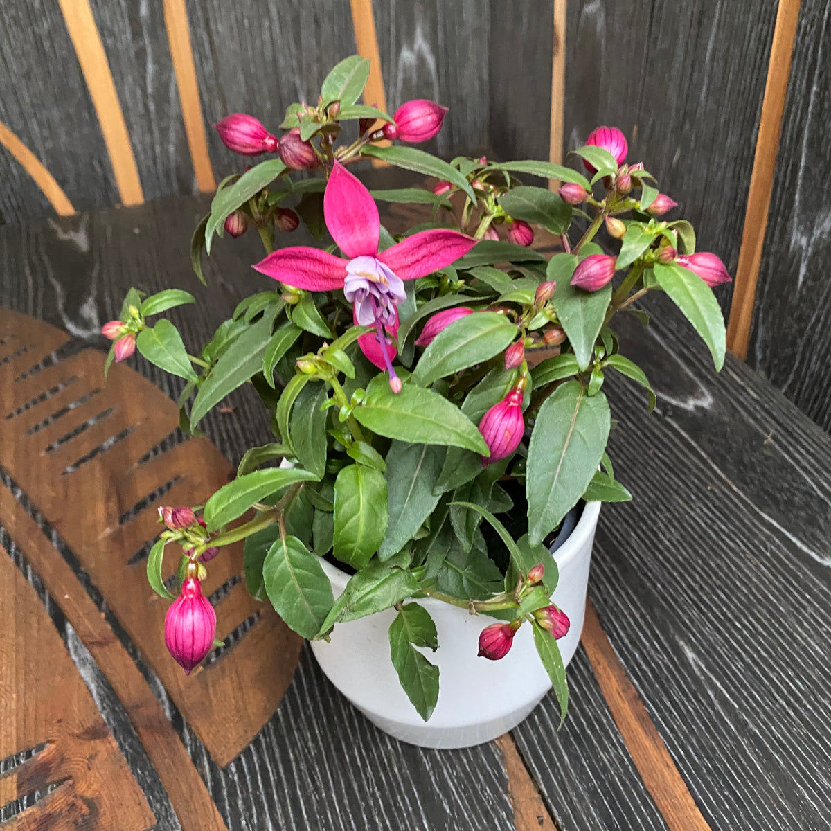 Fuchsia Nikita (cercelusi la ghiveci) – Secret Garden Plant Shop