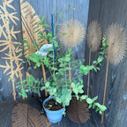 Eukalyptus - Eucalyptus dalrympleana (Mountain Gum)