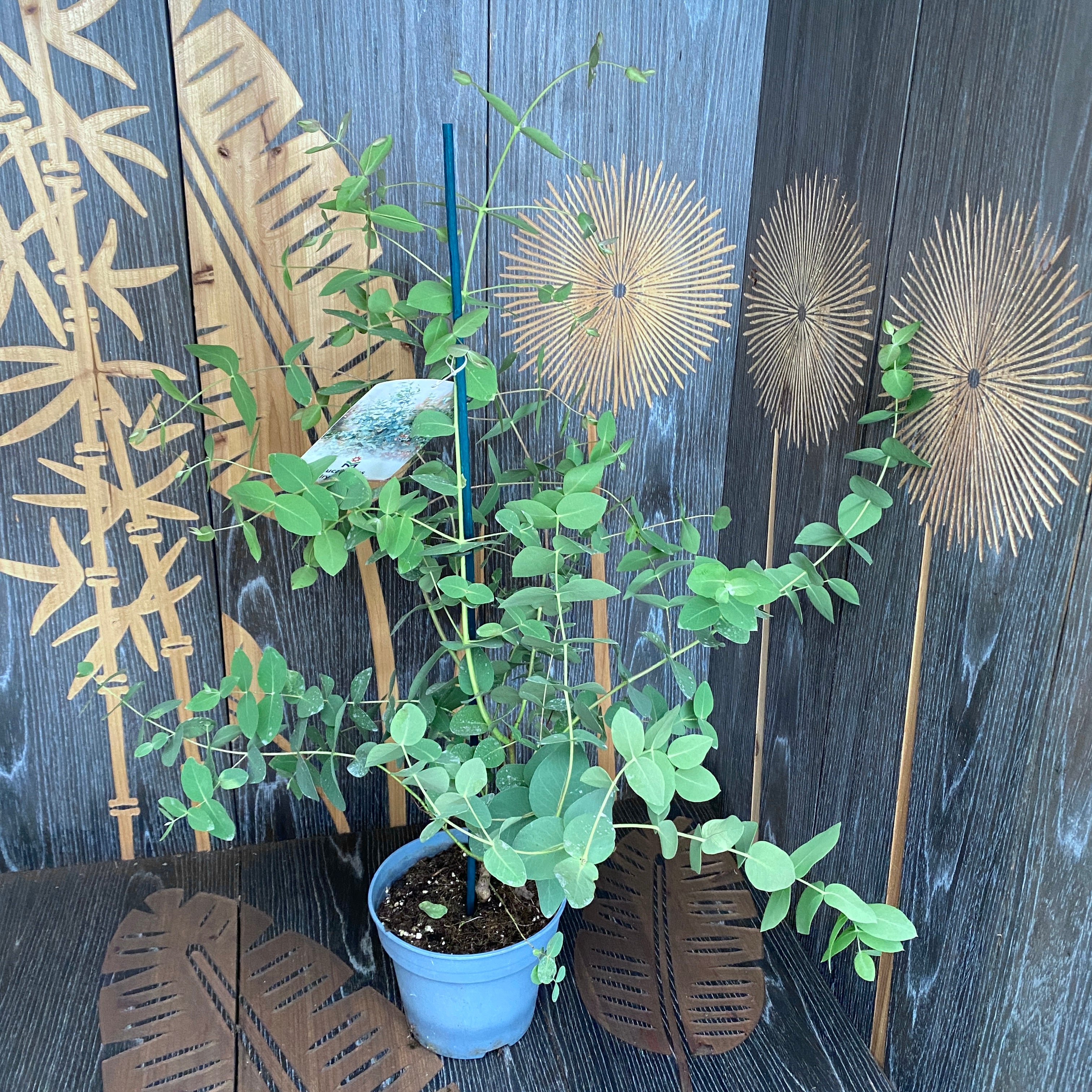 Eucalipt - Eucalyptus dalrympleana (Mountain Gum)